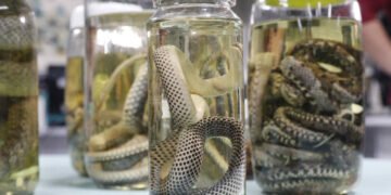 Amazonas atualiza dados sobre acidentes com animais peçonhentos