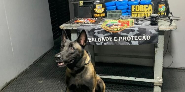 Base Arpão 2: PMAM prende dupla com mais de 17 kg de drogas ocultos no interior de esteira elétrica e uma bateria
