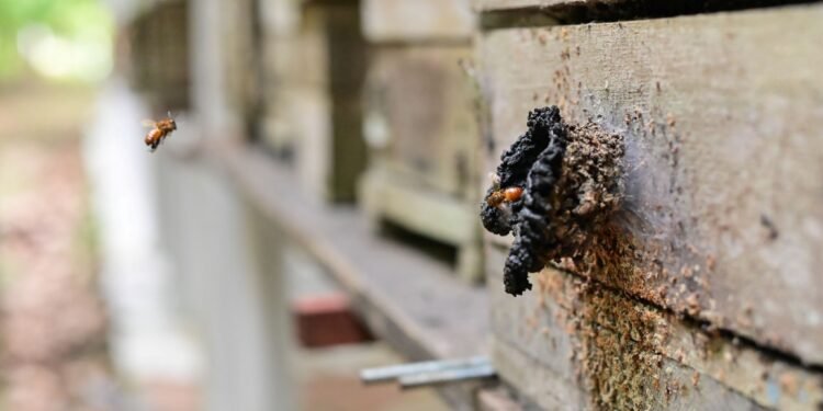 Ipaam realiza ação de regularização para criadores de abelhas sem ferrão em Parintins