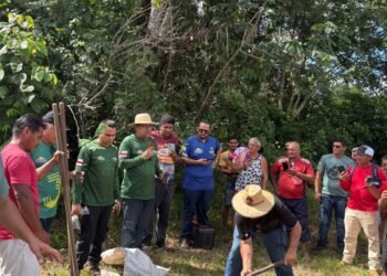 Idam distribui mais de 39 mil mudas de castanheira para agricultores familiares