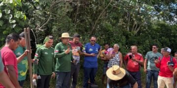 Idam distribui mais de 39 mil mudas de castanheira para agricultores familiares