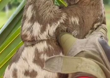 Corpo de Bombeiros do Amazonas resgata uma média de quatro animais a cada 24 horas