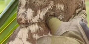 Corpo de Bombeiros do Amazonas resgata uma média de quatro animais a cada 24 horas