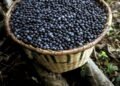 Açaí e guaraná recebem reconhecimento internacional, entrando para ranking de 100 melhores frutas do mundo