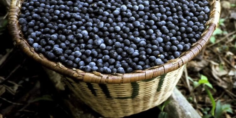Açaí e guaraná recebem reconhecimento internacional, entrando para ranking de 100 melhores frutas do mundo