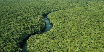 Desmatamento no Amazonas cai 30,1% no primeiro trimestre de 2026, aponta Inpe