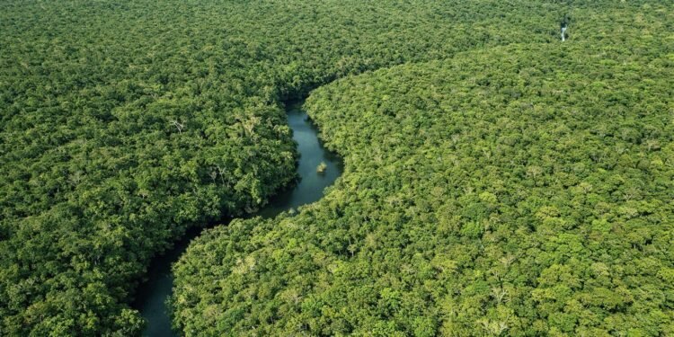 Desmatamento no Amazonas cai 30,1% no primeiro trimestre de 2026, aponta Inpe