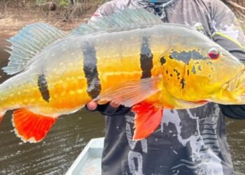 Ipaam reforça envio anual de relatório da pesca esportiva no Amazonas
