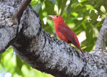 Aves migratórias utilizam o Amazonas como rota de passagem, alerta Ipaam
