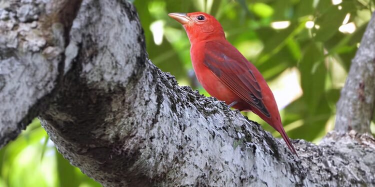 Aves migratórias utilizam o Amazonas como rota de passagem, alerta Ipaam