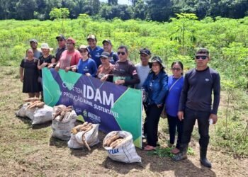 Em São Sebastião do Uatumã, Idam conduz colheita experimental com diversas variedades de mandioca