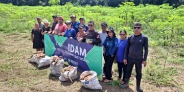 Em São Sebastião do Uatumã, Idam conduz colheita experimental com diversas variedades de mandioca