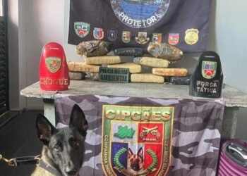 Base Arpão 2: Cão policial localiza mais de 13 quilos de maconha escondidos em mala durante abordagem