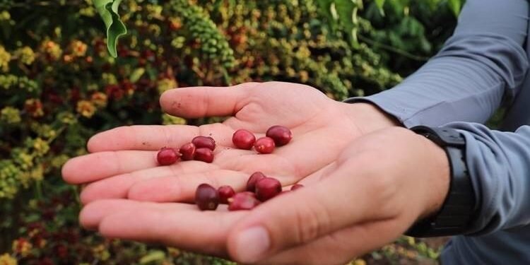 Idam abre inscrições para participação no Dia de Campo do Café, em Presidente Figueiredo
