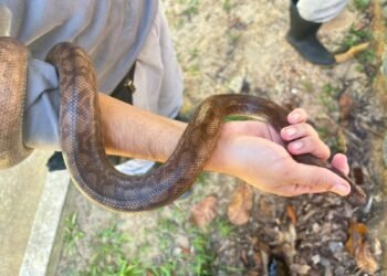 Patrulhamento Ambiental realiza resgates de animais silvestres e ocorrências por perturbação do sossego na capital