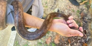 Patrulhamento Ambiental realiza resgates de animais silvestres e ocorrências por perturbação do sossego na capital