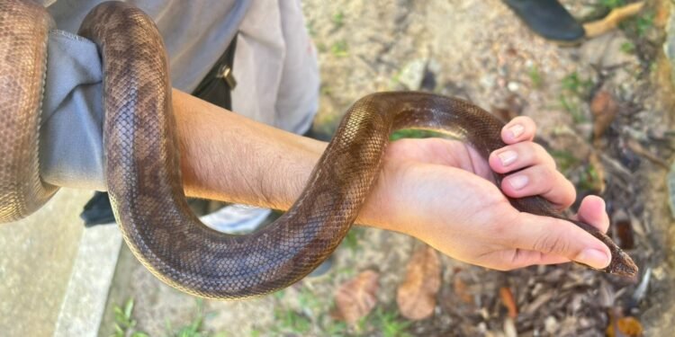 Patrulhamento Ambiental realiza resgates de animais silvestres e ocorrências por perturbação do sossego na capital