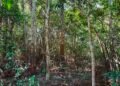 Dia Mundial do Meio Ambiente: Entenda como a inteligência artificial impacta na preservação ambiental