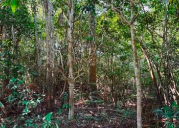 Dia Mundial do Meio Ambiente: Entenda como a inteligência artificial impacta na preservação ambiental