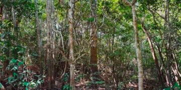 Dia Mundial do Meio Ambiente: Entenda como a inteligência artificial impacta na preservação ambiental