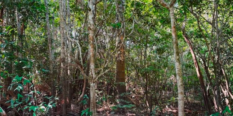 Dia Mundial do Meio Ambiente: Entenda como a inteligência artificial impacta na preservação ambiental