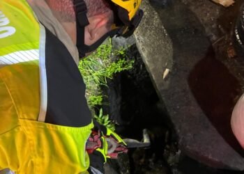 Corpo de Bombeiros é acionado para resgatar cachorros que caíram em bueiro após briga de rua