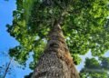 Pesquisa mede potencial de castanheiras para capturar carbono em Rondônia