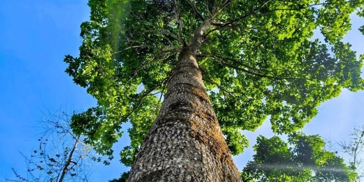 Pesquisa mede potencial de castanheiras para capturar carbono em Rondônia