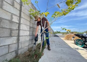 Servidores reforçam cuidado com plantas e árvores na nova sede do Implurb, garantindo pertencimento e sustentabilidade