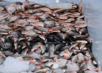 Prefeitura de Manaus entrega 85 mil peixes do programa ‘Jaraqui da Gente’ nos bairros Redenção e Tarumã