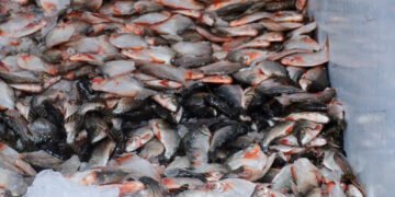 Prefeitura de Manaus entrega 85 mil peixes do programa ‘Jaraqui da Gente’ nos bairros Redenção e Tarumã