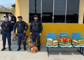 Atuação da cadela Zaya da Guarda Municipal de Manaus leva à apreensão de 30 quilos de entorpecentes em operação integrada