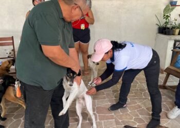 Vacinadores da Prefeitura de Manaus seguem com imunização de cães e gatos contra raiva nos bairros