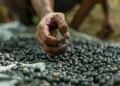 Produção florestal do Brasil bate recorde e movimenta R$ 47,9 bilhões em 2025