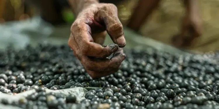 Produção florestal do Brasil bate recorde e movimenta R$ 47,9 bilhões em 2025