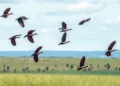 Proteger biodiversidade mundial demanda US$ 1,3 trilhão por ano, mostra relatório