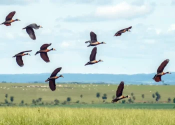 Proteger biodiversidade mundial demanda US$ 1,3 trilhão por ano, mostra relatório