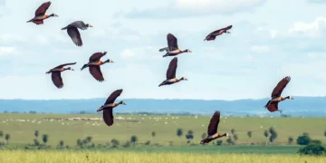 Proteger biodiversidade mundial demanda US$ 1,3 trilhão por ano, mostra relatório