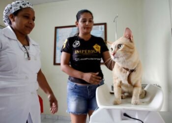 Prefeitura de Manaus abre agendamento on-line para castração de cães e gatos no castramóvel Caramelo