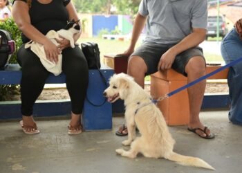 Prefeitura de Manaus divulga orientações para a vacinação adequada e segura de cães e gatos