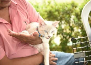 Unidade móvel da Prefeitura de Manaus realiza 280 castrações de cães e gatos na zona Leste