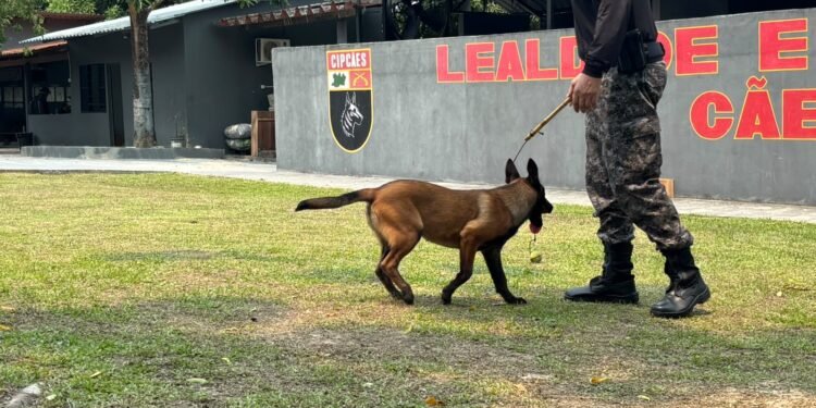 SSP-AM amplia atuação de cães policiais com nova integrante da CipCães