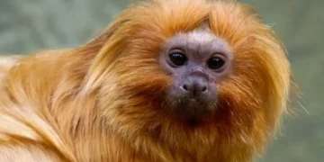 COP17 da Biodiversidade começa na Armênia com revisão de metas globais